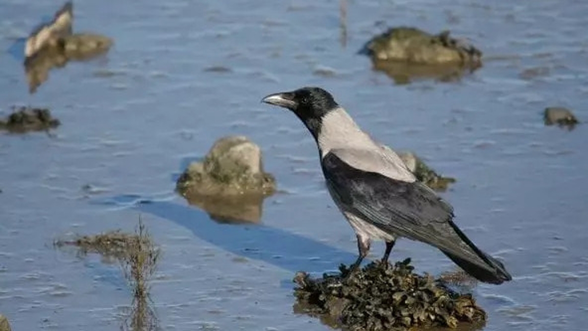 Hooded Crow nesting strategies