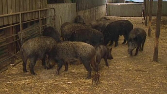 Boar farm (1999)
