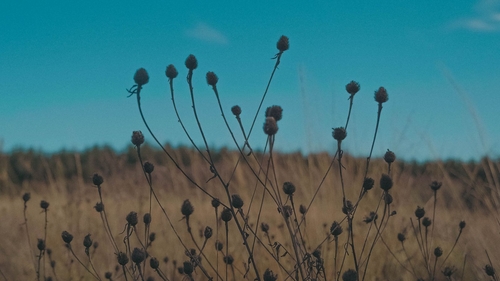 Flowers in the wild at the Mesolithic Shoreline
in Lough Boora, Co. Offaly (Pic: Laura Sheeran)