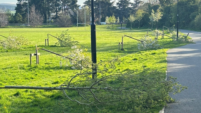 The trees were vandalised in Dodder Valley Park last month