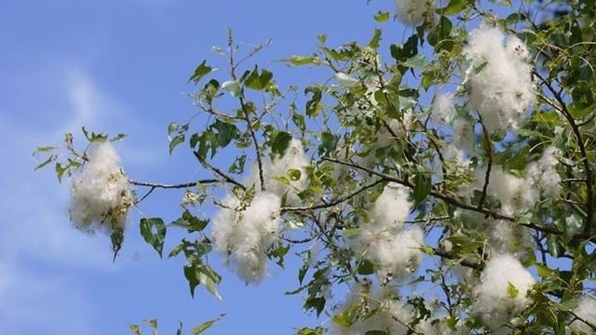 Naturefile - Black Poplar 