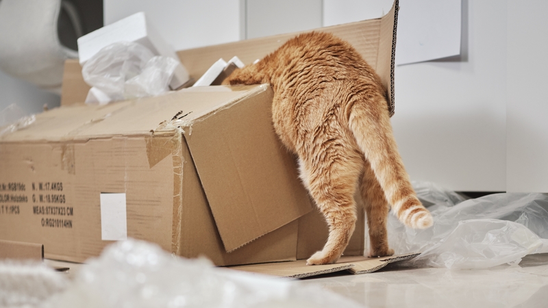 A vet hundreds of kilometres away in LA got in touch to say the cat had been discovered in a box - alongside several pairs of boots (Stock image)