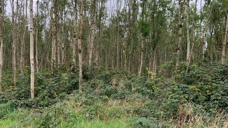 Mary McCormack said she planted nearly 40 acres of her land with ash trees and in the beginning, it looked like a sound investment