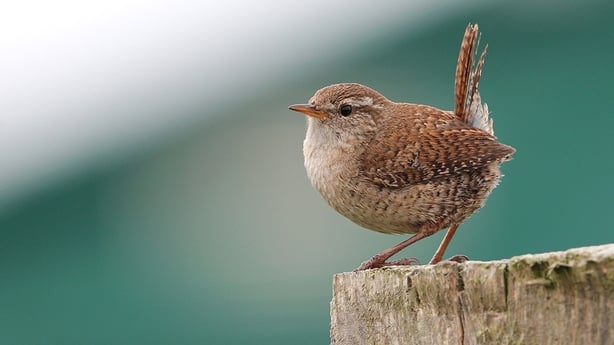 Wren