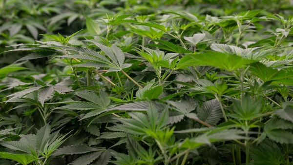 Marijuana has been classified since 1970 as a so-called 'Schedule I' drug along with heroin, ecstasy and LSD