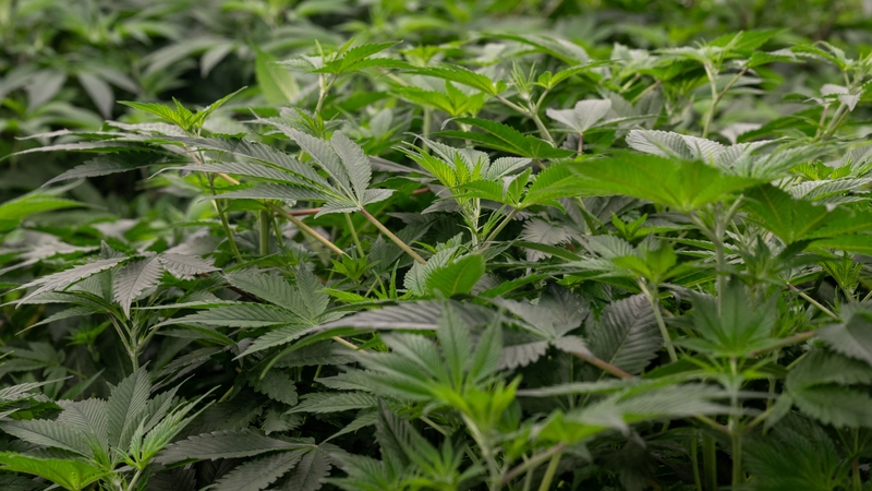 Marijuana has been classified since 1970 as a so-called 'Schedule I' drug along with heroin, ecstasy and LSD