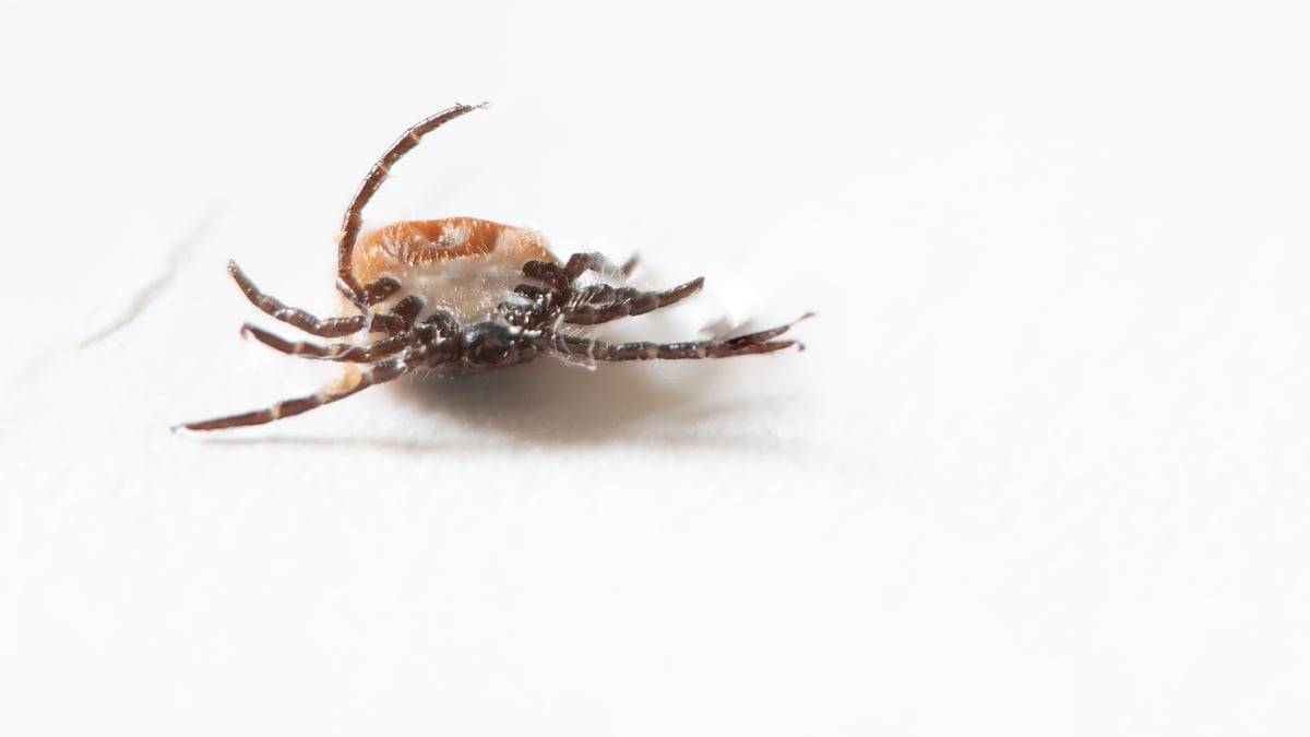 How to identify and safely remove ticks