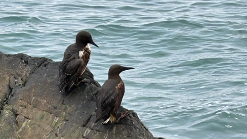 Some of the birds covered in oil on the east coast (Pics: Kildare Wildlife Rescue)