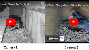 Nature on One ChoughWatch show image