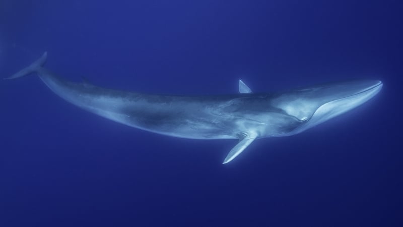 The Japanese government said that 'whales are important food resources'