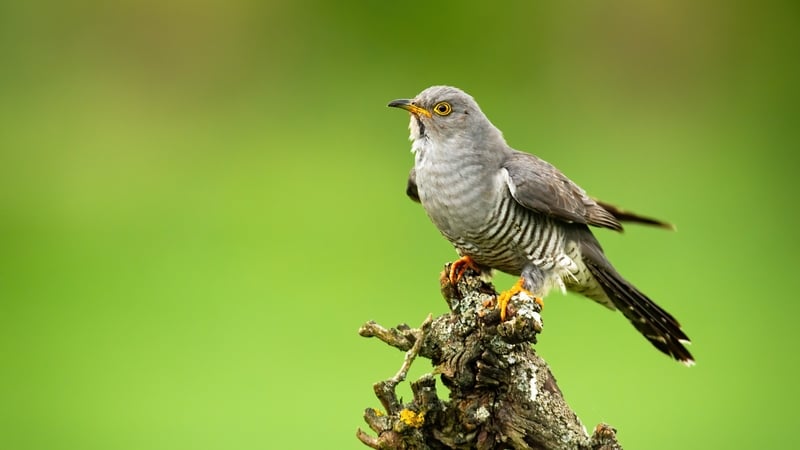 Is ag an gCuach fireann atá an ghlaoch aitheanta.