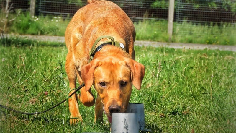 Woody the labrador will partake in the world's first ferret eradication programme on Rathlin Island