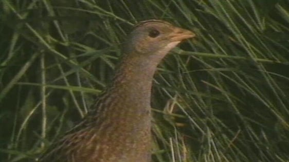 Corncrake (1994)