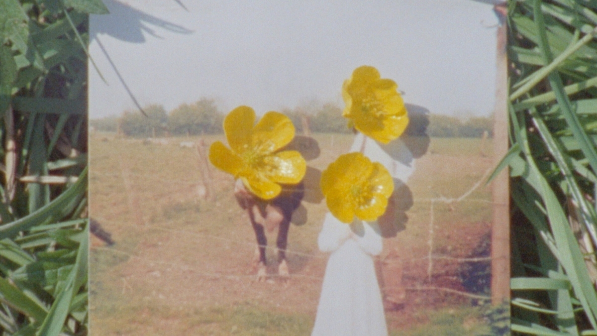 A Cow Called Buttercup | Culture File