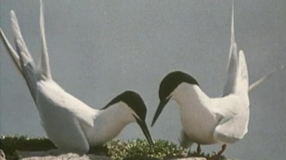 Roseate Terns (1989)