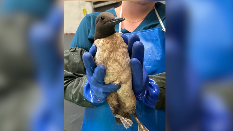 More than 100 guillemots and razorbills were discovered on beaches along Dublin, Wicklow and Wexford with oil on their feathers