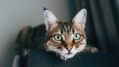 Up until now cat owners had to travel to Northern Ireland or source medicine on the black market (stock image)
