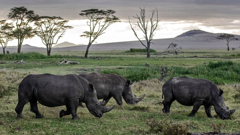 South Africa is home to nearly 80% of the world's rhinoceros (stock image)