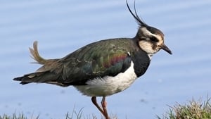 Nature On One - Lapwing (01/06/26) show image