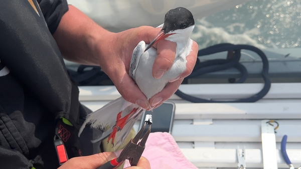 A Common Tern is ringed at Dublin Port, where the colony is "thriving", according to BirdWatch Ireland