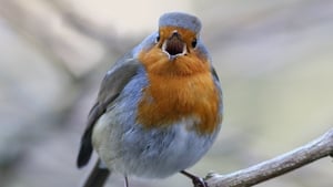 Dawn Chorus show image