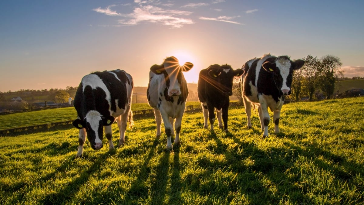 High Court to refer nitrates challenge to European court