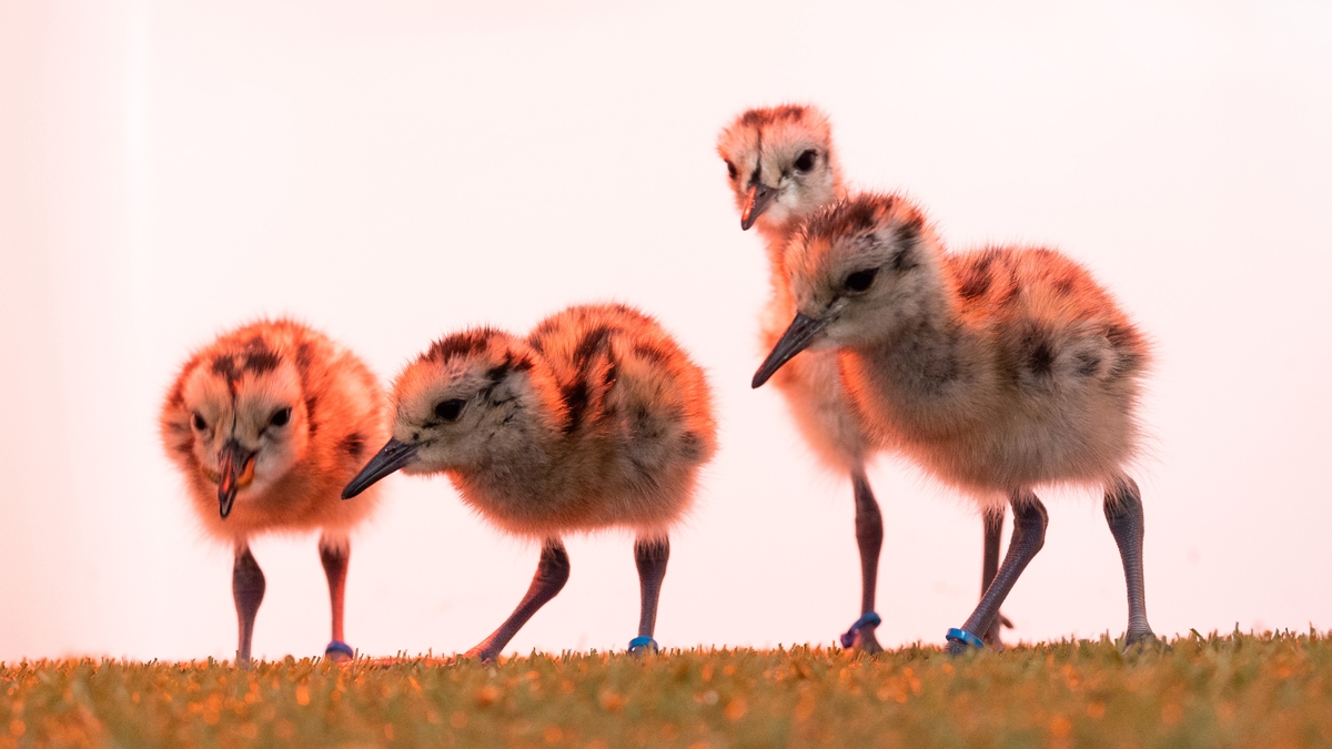 Restoring Curlew population