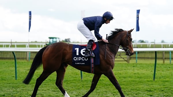 Ylang Ylang going to post ahead of the Newmarket 1000 Guineas