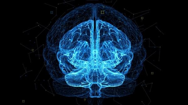 Brain development and function research is on the verge of identifying the mechanisms by which genes and the environment interact. Photo: Getty Images