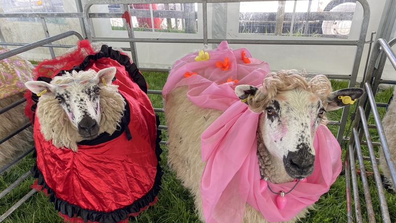 Ó mo chaora bhán (dearg)! Caoirigh de gach dath á mbearradh sa Chreagán i gCo. na Gaillimhe