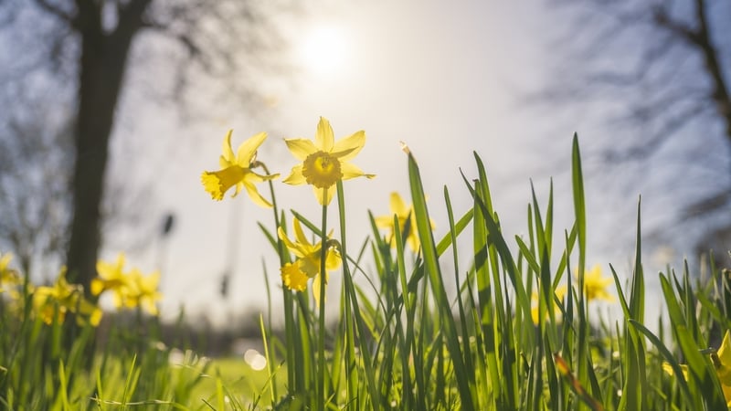 Despite the evergreen debate over dates, daffodils are a sure sign that spring is really here. Photo: Getty Images