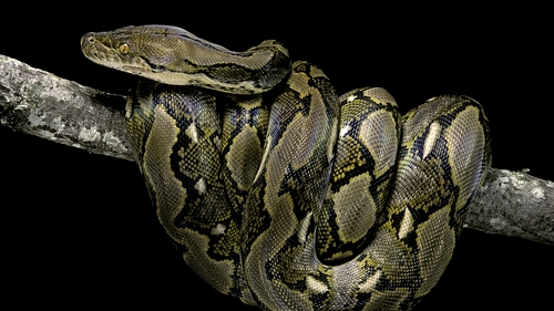The woman's body was found inside a species known as 'reticulated python' (stock image)