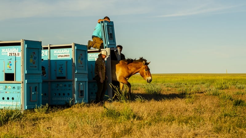A Przewalski horse is released into the wild outside the town of Arqalyk, Kazakhstan
