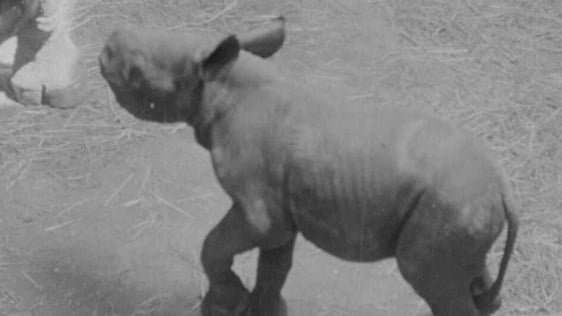 Black African Rhino born at Dublin Zoo, 1969