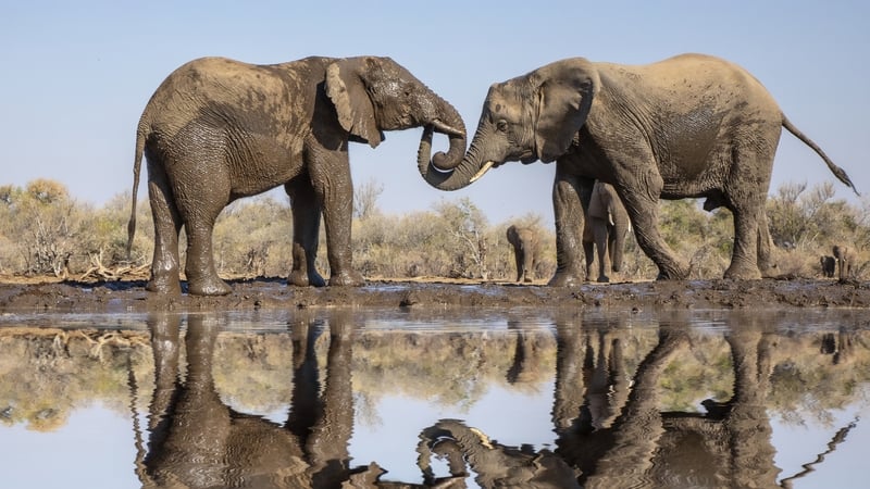 Researchers used an artificial intelligence algorithm to analyse the calls of two wild herds (stock pic)