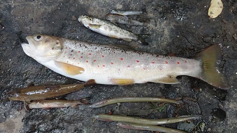 At least 5,000 fish are reported to have died in an environmentally sensitive river in Co Cork
