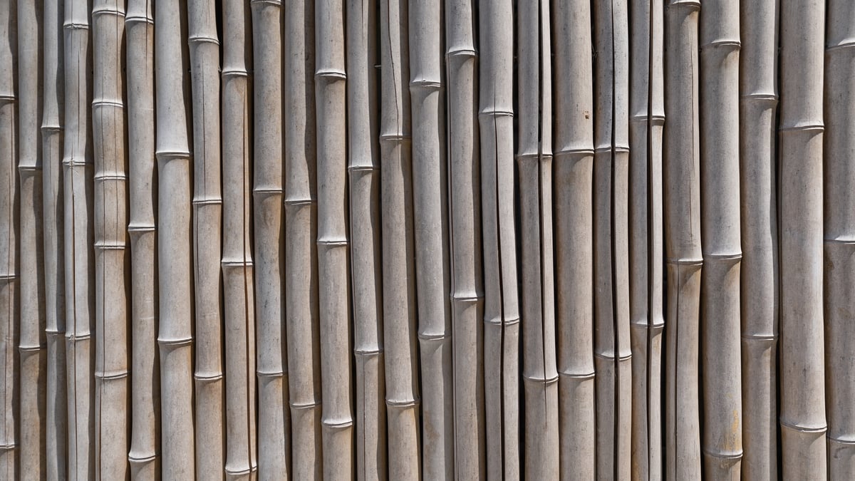 Beware bamboo! Experts warn the fast-growing plant can cause major harm