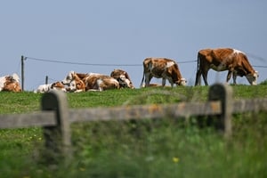 Why are beef prices going up? show image