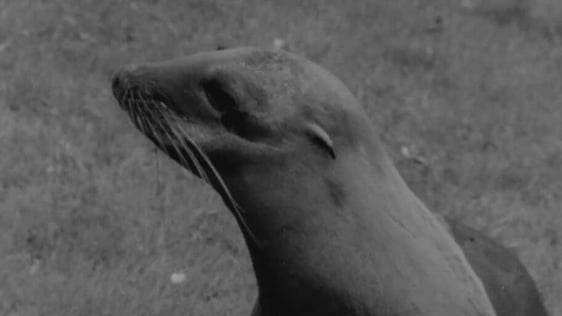 Californian Sea Lion (1969)