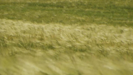 Barley (1984)