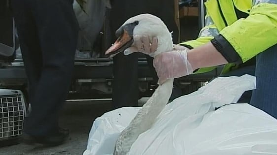 Sick mute swan (2009)