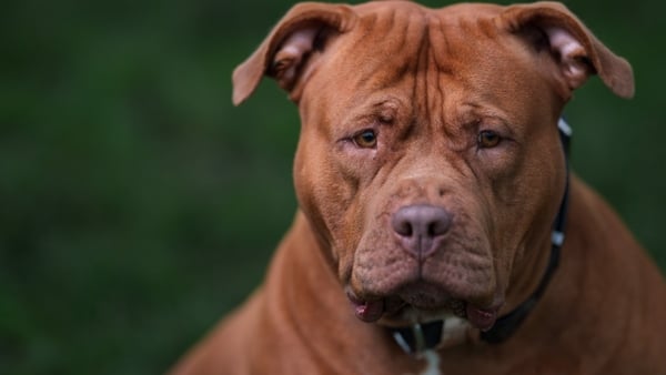 The DSPCA CEO said the ban has impacted the perception of bulldog breeds in general (Stock pic)