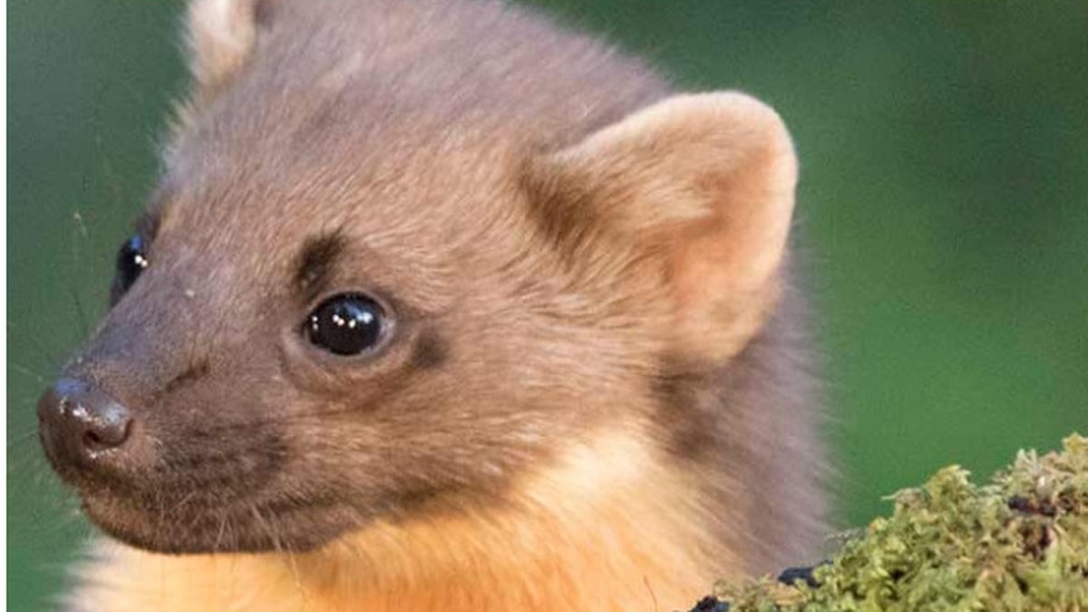 Keeping Track Of Ireland’s Squirrels And Pine Martens... And You Can Help!