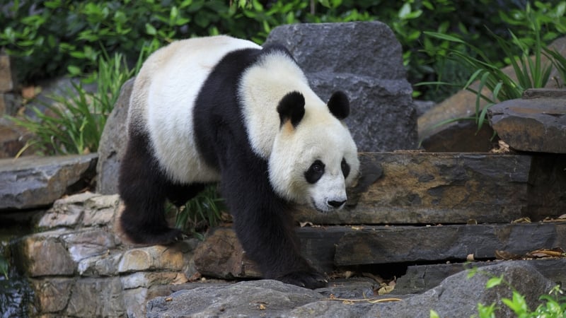 There are an estimated 1,860 giant pandas left in the wild
