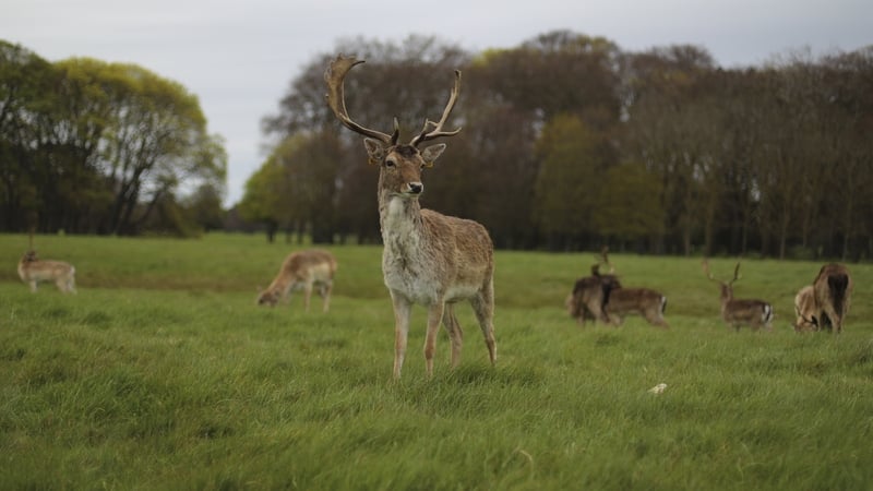 The issue has been raised again in response to new research highlighting the detrimental impact on deer fed by people