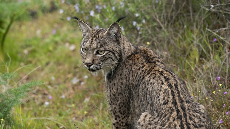 The conservation action for the Iberian lynx has been called 'the greatest recovery of a cat species ever achieved through conservation'