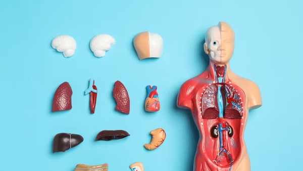 They could go anywhere.... Photo: New Africa/Shutterstock