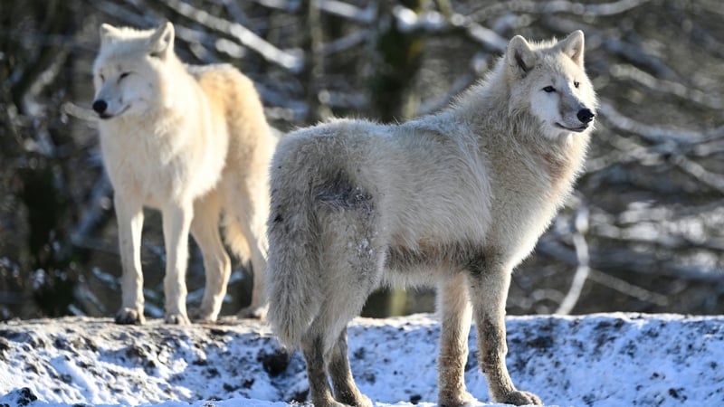 The zoo says patrons are able to avail of 'one-of-a-kind' experiences with arctic wolves at the site (file image)