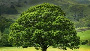 Are trees responsible for humans having fingerprints? show image