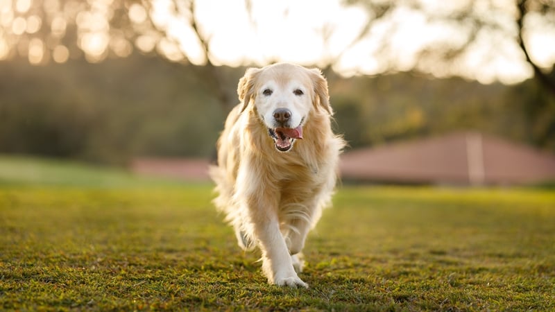 The court heard Mia Kate Nolan was 19 months old when the golden retriever allegedly attacked her (stock photo)